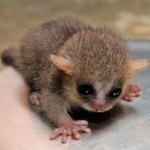 Meet your Posher, Ella